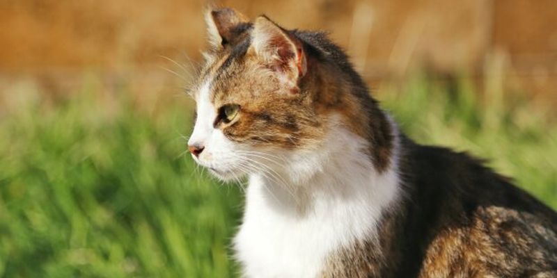 Ветеринари закликали господарів не випускати котиків на вулицю, і ось чому