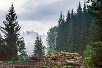 Лес рубится, деньги крутятся: из-за чего Украина спорит с Брюсселем/В сохранении моратория на экспорт украинского леса в ЕС заинтересованы коррупционеры