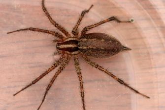 Пожаловалась на странный шум: Врачи обнаружили у американки ядовитого паука в ухе