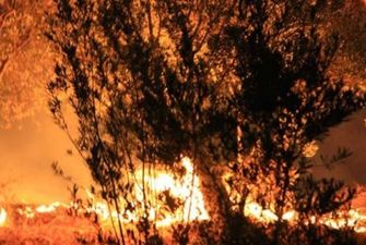 В Турции горит лес: на тушении задействованы вертолеты и 20 пожарных
