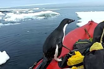 Пінгвін уявив себе Фреймут і заліз перевірити човен в Антарктиді, кумедне відео