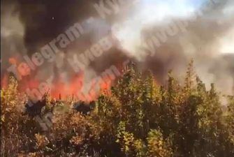 На околиці Києва масштабна пожежа: горить ліс