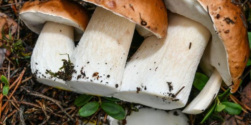 Ученые рассказали о пользе употребления грибов для профилактики рака простаты