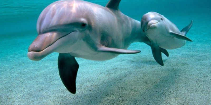 Дельфины из-за войны мигрировали на мелководье Черного моря, где мало пищи