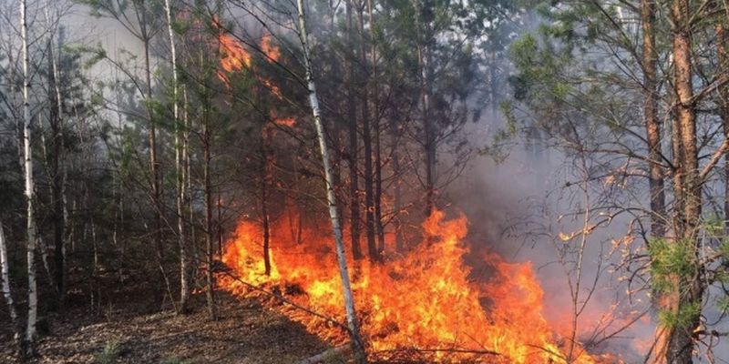 На Харьковщине горят четыре гектара леса