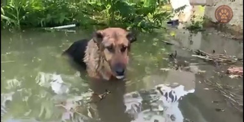 Проплыл более 140 км: в Одессе пса с Херсонщины спасли от смерти, кадры