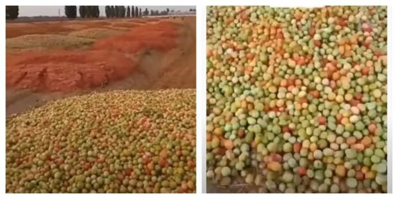 Фермеры выбрасывают на поля горы помидоров, видео: остается только "удобрять" землю