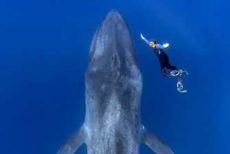 Знакомство драйвера с синим китом попало на потрясающие фото