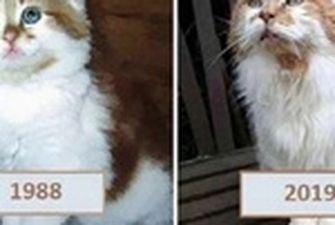 Старейший в мире кот умер на 32-м году жизни