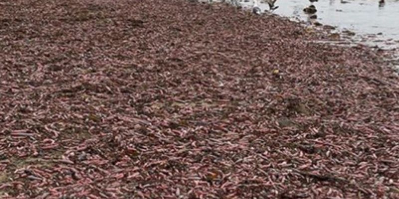 «После шторма»: тысячи необычных рыб усыпали пляж в американской Калифорнии
