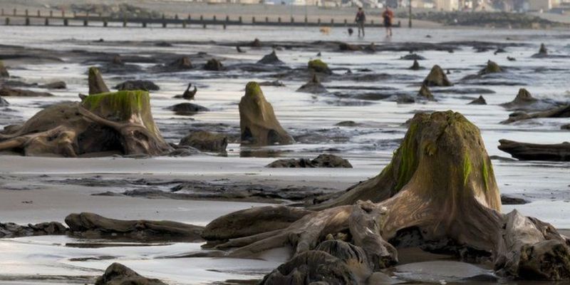 Ураган «Ханна» обнажил окаменевший доисторический лес в Уэльсе