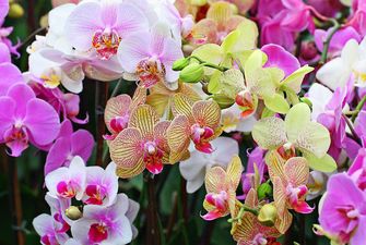 Цветы в доме: 5 интересных фактов про орхидею