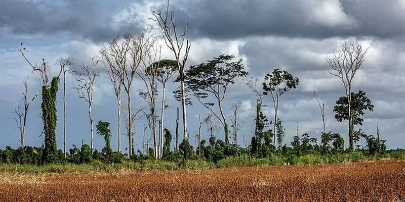 Разрушили люди. Ученые обнаружили, что почти 40% "зеленых легких" Земли пострадали в Амазонке