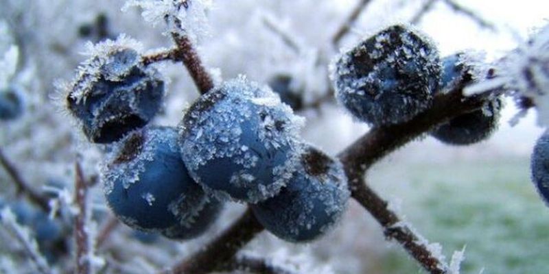 Зима близко: синоптики назвали даты похолодания в Украине