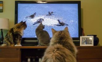 Что видят кошки и собаки, когда смотрят телевизор: вы будете удивлены