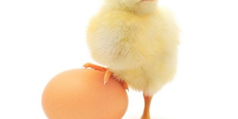 «Что появилось раньше курица или яйцо?»: британские исследователи ответили на вопрос
