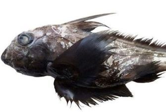 Ученые нашли новую акулу-призрака с "перьями" и половым органом на голове: как она выглядит