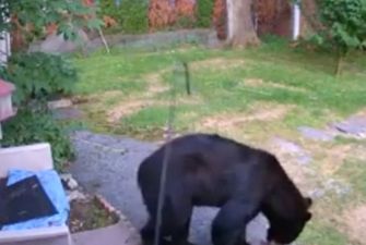 Сеть рассмешили кадры: смелая собака прогнала со двора огромного медведя