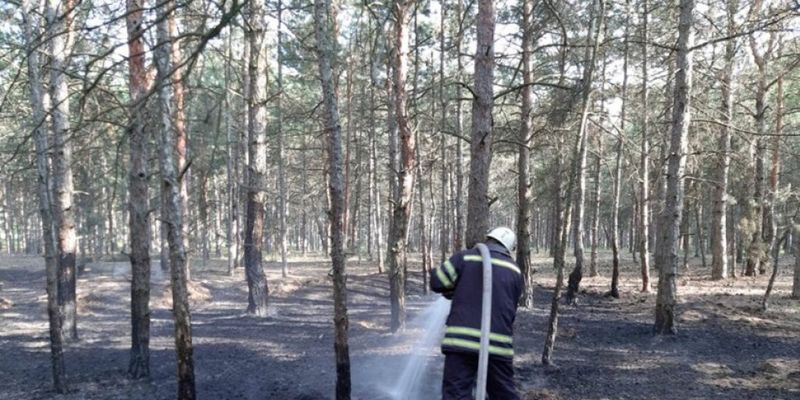 В Николаевской области подожгли лес