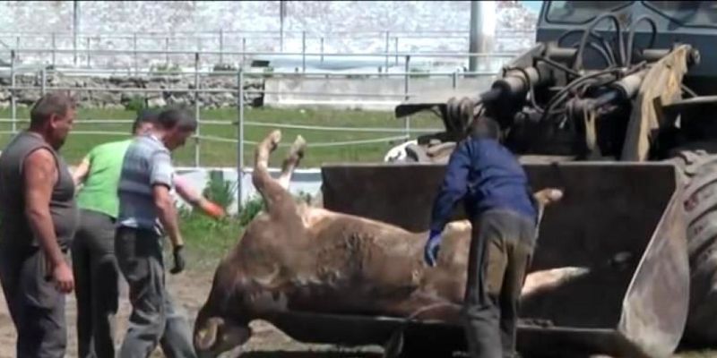 В Хмельницкой области отравили сотню коров