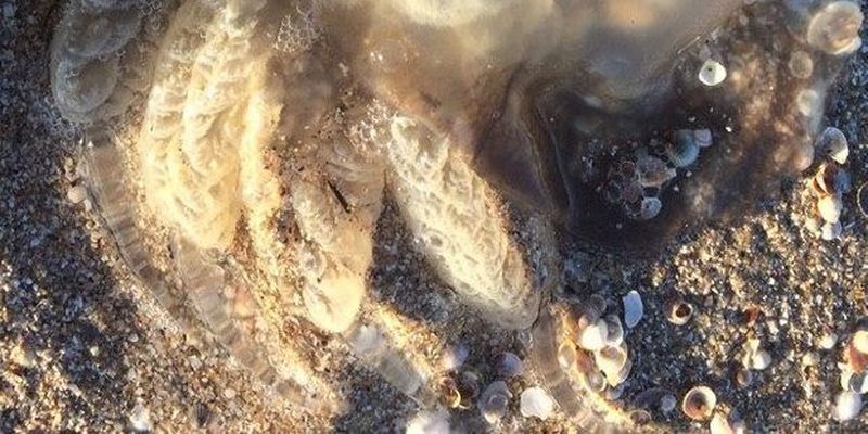 Медузи атакували побережжя курортних містечок на Запоріжжі: фото, відео