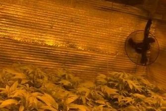 На Київщині затримали чоловіка, який вирощував коноплю у підвальному приміщенні