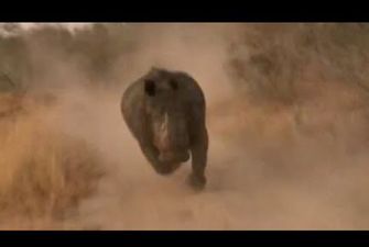 Злой носорог погнался за туристами