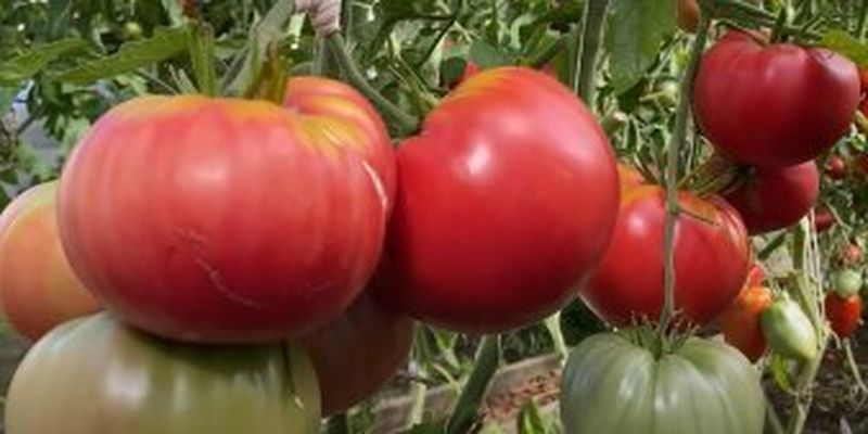 Как вырастить крупные и мясистые помидоры:: используйте эти хитрости