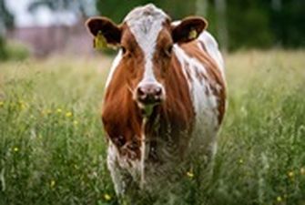 В Хмельницкой области мужчина протащил беременную корову за трактором и изнасиловал