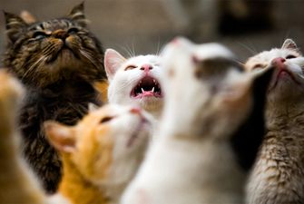 Ученые заявили, что кошки стали заражаться коронавирусом