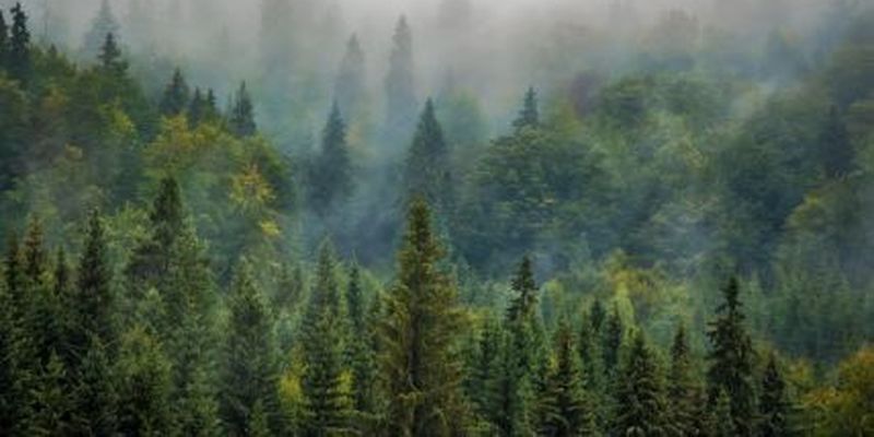 На Черкащині дозволили відвідувати ліси, але не всі: перелік небезпечних насаджень