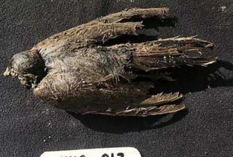 В Сибири нашли останки птицы возрастом 46 тысяч лет