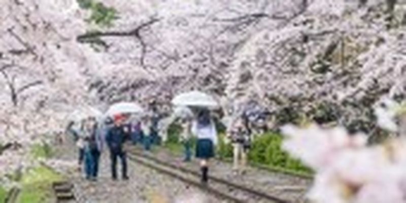 В Японії аномально рано зацвіли сакури