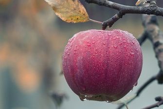 Без дешевых фруктов: каким будет урожай после апрельских морозов