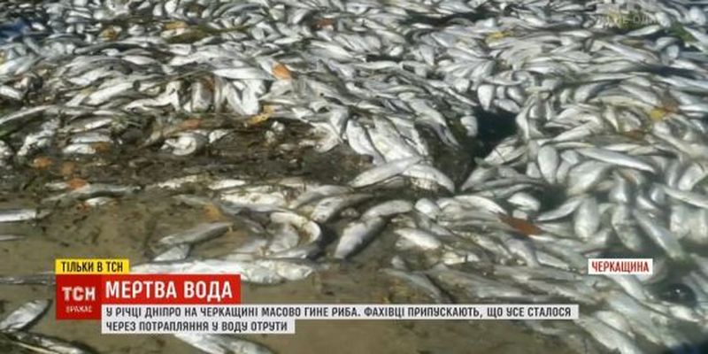 Дніпро отруїли: в головній річці України масовий мор риби і раків