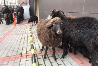 Притягнули у маршрутці переляканих тварин: зоозахисники відреагували на акцію протесту із вівцями під КМДА