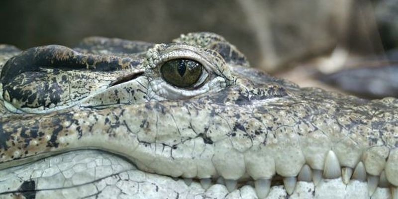 Крокодил Фіделя Кастро вкусив шведа в музеї Стокгольма