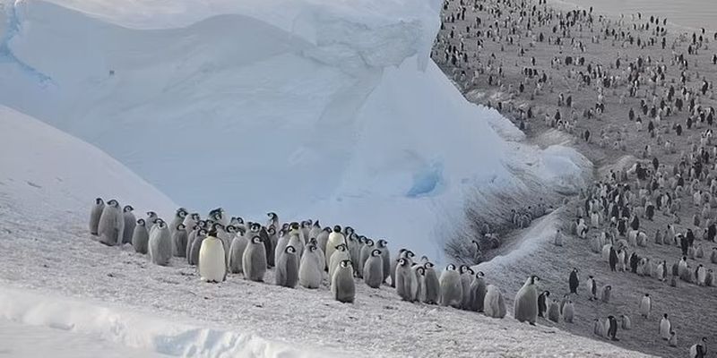 Затерянная Антарктида. Ученые обнаружили новую колонию императорских пингвинов из космоса