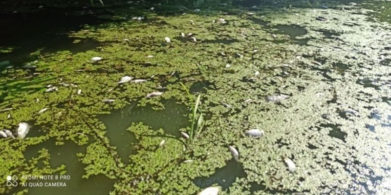 В житомирской реке Тетерев обнаружили массовую гибель рыбы