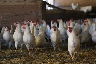 Корейська делегація проінспектували виробництво м'яса птиці в Україні
