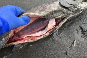Из-за глобального потепления на Аляске вымирает лосось