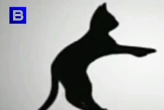 Куда крутится кот? Пользователи сети "сломали голову" над новой иллюзией