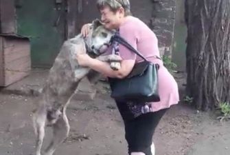 Викрадений пес через два роки повернувся до господарки: зворушливе відео