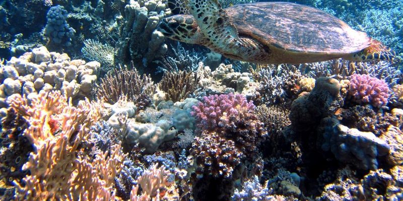 Кораллов, которые были выращены в зоопарке, разместили к самому большому рифу в Европе