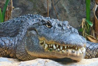 В американском парке дикой природы крокодил укусил женщину