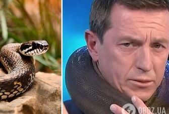 "Я не могу двигаться". Змея чуть не задушила телезвезду Австралии в прямом эфире: ужасный момент попал на видео