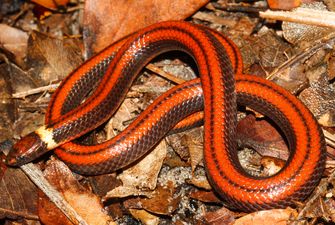 Наткнулись случайно: в Парагвае обнаружили новый вид змей, как они выглядят