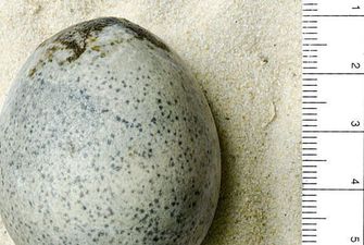 Археологи раскопали одни из древнейших яиц: фото уникальной находки