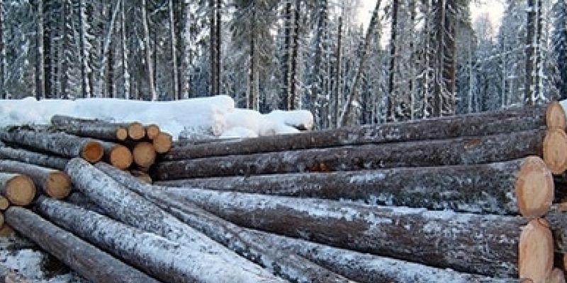 Под видом сухостоя: на окраине Киева в заповеднике срубили 1800 здоровых деревьев
