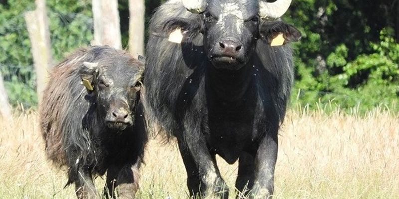 В Тернополе сбежавшие из зооуголка буйволы гуляли по дороге